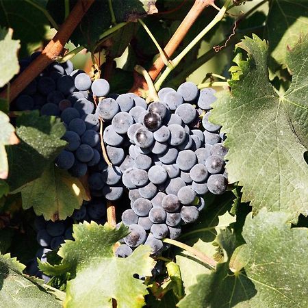 Agriturismo Colombarino Willa Desenzano del Garda Zewnętrze zdjęcie